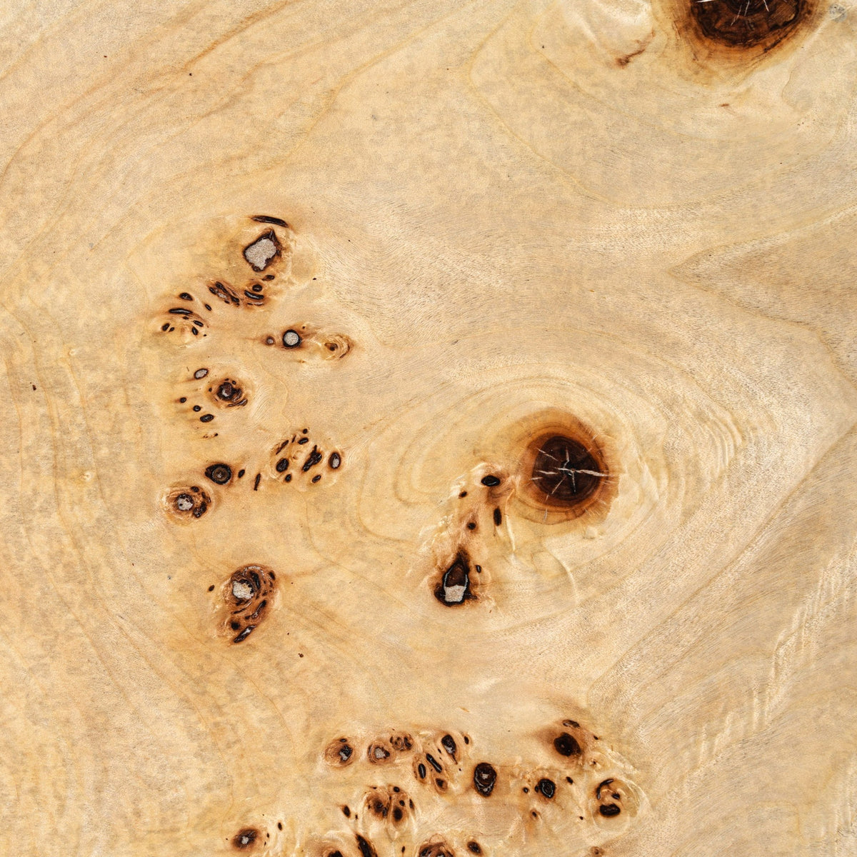 July Modern Mapa Burl Round Coffee Table